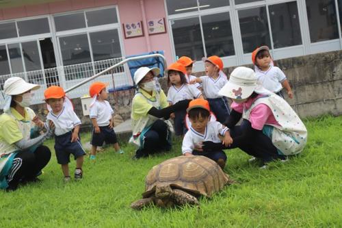 7.9 ふれあい動物園（ひよこ）